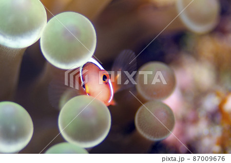 ハマクマノミ幼魚とイソギンチャク・沖縄・恩納村.23 87009676