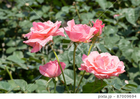 ピンクのバラの花 ピンクのバラの花 87009694