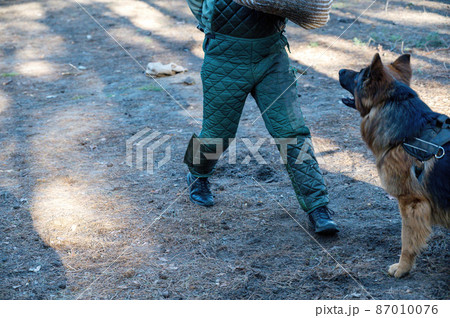 The middle section of a man's body and a German Shepherd. The pet attacks the instructor and bites on the special sleeve. The middle section of a man's body and a German Shepherd. The pet attacks the instructor and bites on the special sleeve. 87010076