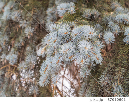 Background of green spruce branches in sunset light Background of green spruce branches in sunset light 87010601