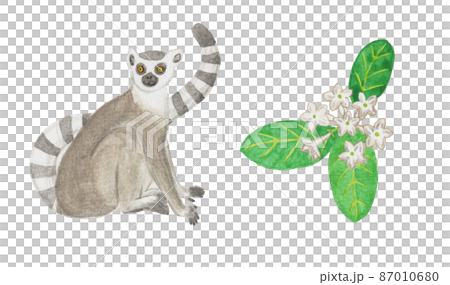 Ring-tailed lemur and Madagascar jasmine Ring-tailed lemur and Madagascar jasmine 87010680