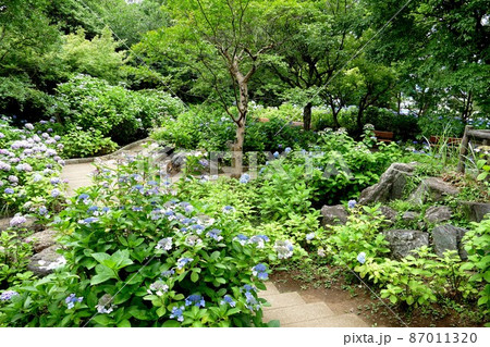 多摩川台公園 東京都大田区田園調布 桜 あじさいの名所 自然林の道 古墳 展望台 山野草 多摩川台公園 東京都大田区田園調布 桜 あじさいの名所 自然林の道 古墳 展望台 山野草 87011320