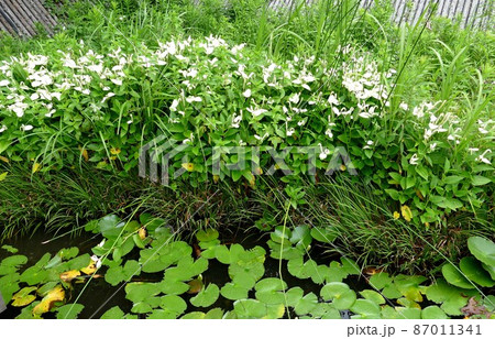 多摩川台公園　東京都大田区田園調布  桜  あじさいの名所   自然林の道  古墳  展望台 山野草 87011341