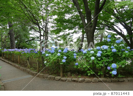 多摩川台公園 東京都大田区田園調布 桜 あじさいの名所 自然林の道 古墳 展望台 山野草 多摩川台公園 東京都大田区田園調布 桜 あじさいの名所 自然林の道 古墳 展望台 山野草 87011443