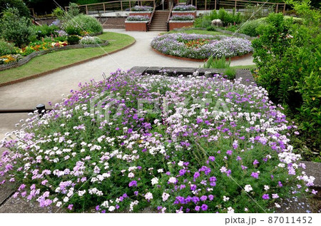 多摩川台公園 東京都大田区田園調布 桜 あじさいの名所 自然林の道 古墳 展望台 山野草 多摩川台公園 東京都大田区田園調布 桜 あじさいの名所 自然林の道 古墳 展望台 山野草 87011452
