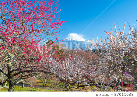 【静岡県】　富士山　梅の花　岩本山公園 87011638