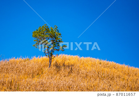 The scenery on the mountain in the afternoon.17 The scenery on the mountain in the afternoon.17 87011657