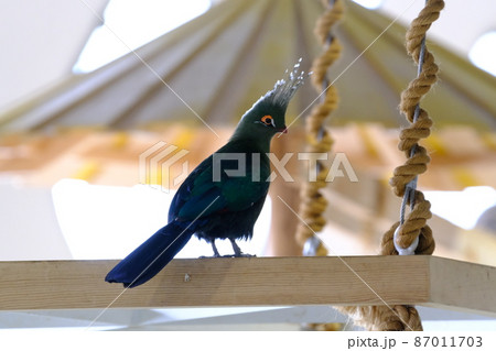 シャローエボシドリ（大阪・ニフレル）5 87011703