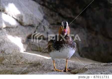 オシドリ（大阪・ニフレル）3 87011731