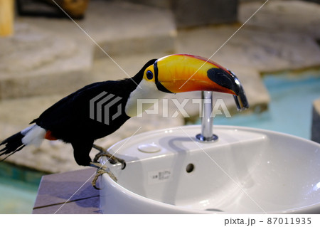 オニオオハシ(大阪・ニフレル)8 オニオオハシ(大阪・ニフレル)8 87011935