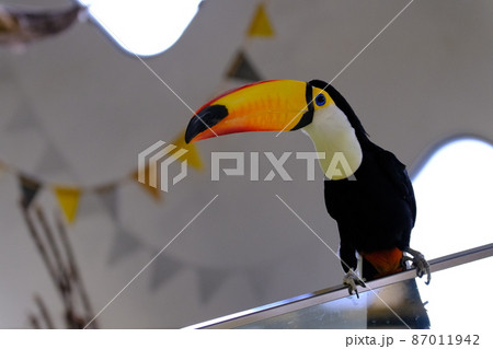 オニオオハシ（大阪・ニフレル）14 87011942