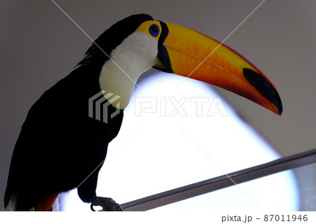 オニオオハシ(大阪・ニフレル)18 オニオオハシ(大阪・ニフレル)18 87011946