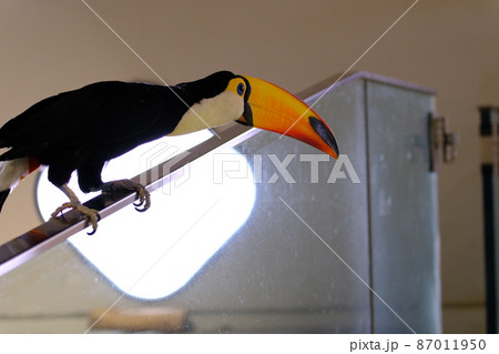 オニオオハシ（大阪・ニフレル）22 87011950