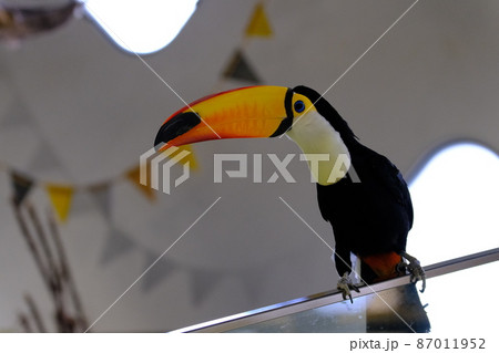 オニオオハシ(大阪・ニフレル)24 オニオオハシ(大阪・ニフレル)24 87011952