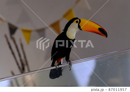 オニオオハシ(大阪・ニフレル)29 オニオオハシ(大阪・ニフレル)29 87011957