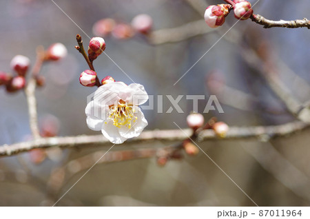 春うらら仙台の梅 87011964