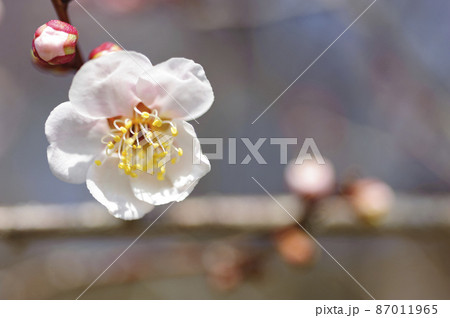 春うらら仙台の梅 87011965