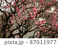 梅まつり・亀戸八幡宮 87011977
