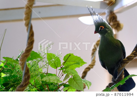 シャローエボシドリ（大阪・ニフレル）7 87011994