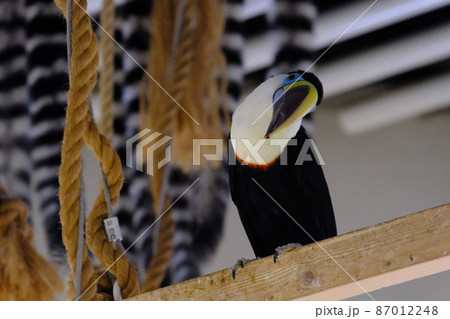 シロムネオオハシ（大阪・ニフレル） 87012248