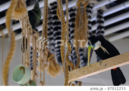 シロムネオオハシ(大阪・ニフレル)6 シロムネオオハシ(大阪・ニフレル)6 87012253