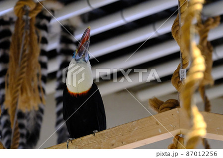 シロムネオオハシ（大阪・ニフレル）9 87012256