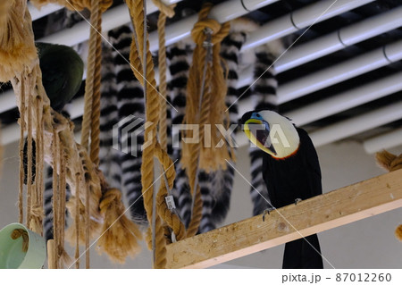 シロムネオオハシ(大阪・ニフレル)13 シロムネオオハシ(大阪・ニフレル)13 87012260