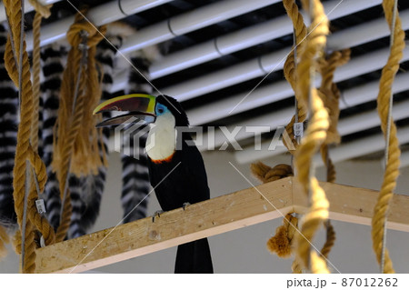 シロムネオオハシ(大阪・ニフレル)15 シロムネオオハシ(大阪・ニフレル)15 87012262