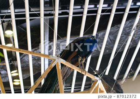 木に止まるインドクジャク(大阪・ニフレル)2 木に止まるインドクジャク(大阪・ニフレル)2 87012372