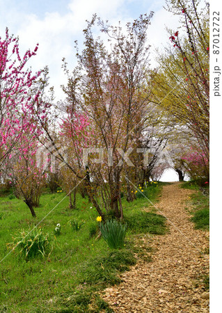 花見山公園 花見山公園 87012722