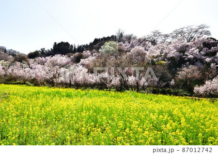 花見山公園 花見山公園 87012742