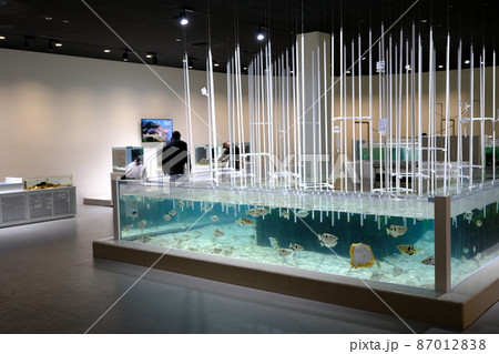 テッポウウオとエイの展示(大阪・ニフレル) テッポウウオとエイの展示(大阪・ニフレル) 87012838