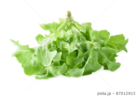 Green oak lettuce on white background 87012915