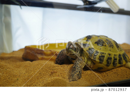 ロシアリクガメ 室内飼育 眠そうなログ子 ロシアリクガメ 室内飼育 眠そうなログ子 87012937
