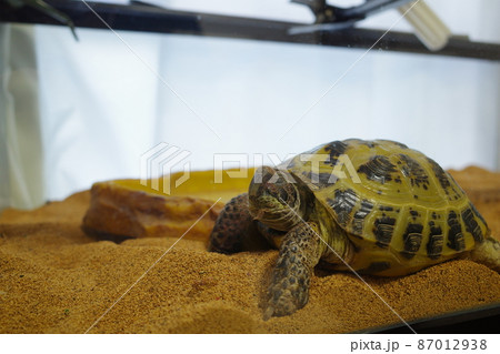 ロシアリクガメ　室内飼育　眠そうなログ子2 87012938