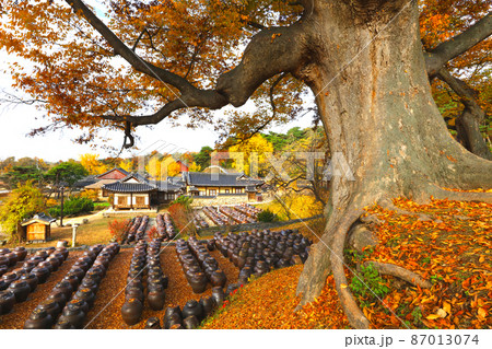 紅葉 風景 秋 87013074