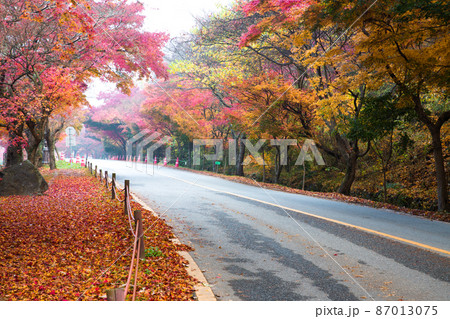 紅葉 公園 道 87013075
