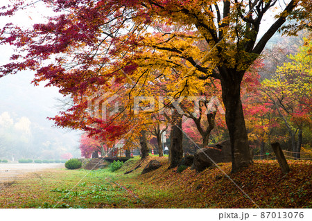 紅葉 公園 道 87013076