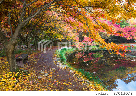 兜率天 秋 紅葉 87013078