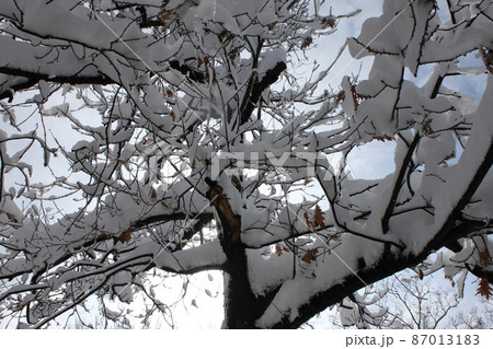 ニュージャージー州の雪景色 ニュージャージー州の雪景色 87013183