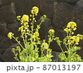 石垣をバックにした菜の花 87013197