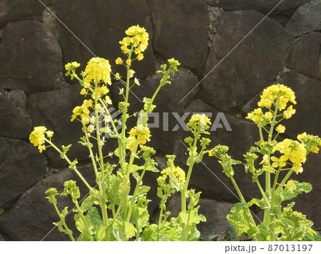 石垣をバックにした菜の花 石垣をバックにした菜の花 87013197