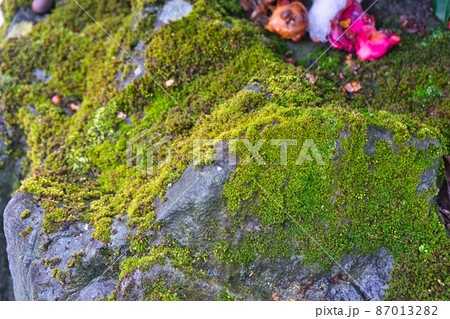 冬の岩肌の苔の様子 87013282