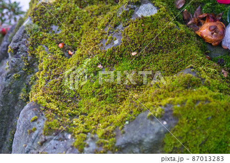 冬の岩肌の苔の様子 87013283