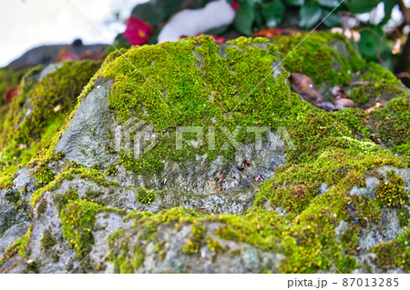 冬の岩肌の苔の様子 87013285