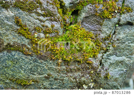 冬の岩肌の苔の様子 87013286