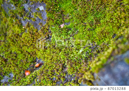 冬の岩肌の苔の様子 87013288