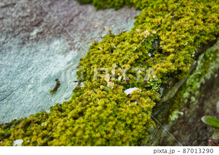 冬の岩肌の苔の様子 87013290