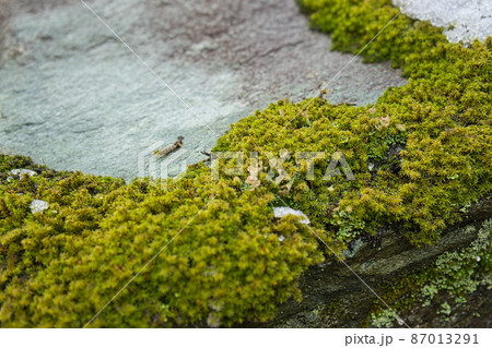 冬の岩肌の苔の様子 87013291