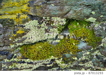 冬の岩肌の苔の様子 87013293
